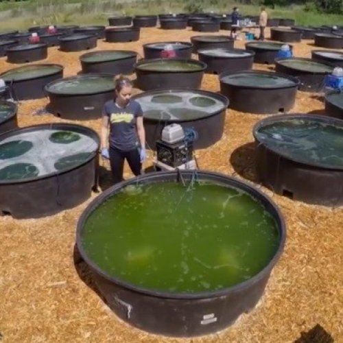 Algae based eco-diesel under DOE-funded project